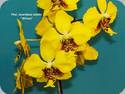 Phal. stuartiana var. nobilis Wilson